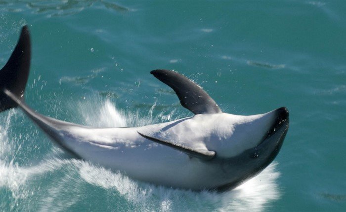 Ужасающие факты про дельфинов