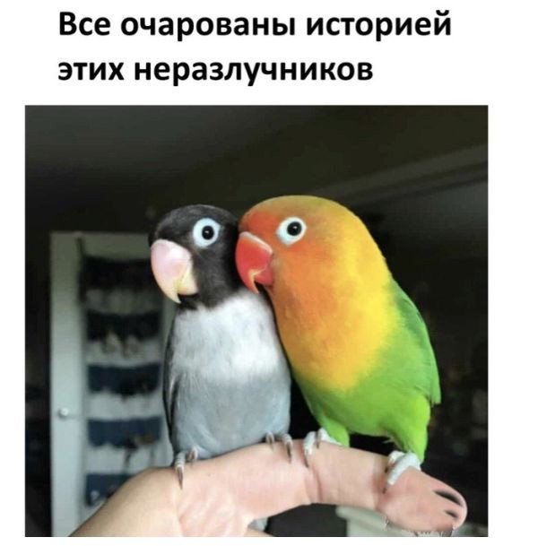 История любви двух попугаев