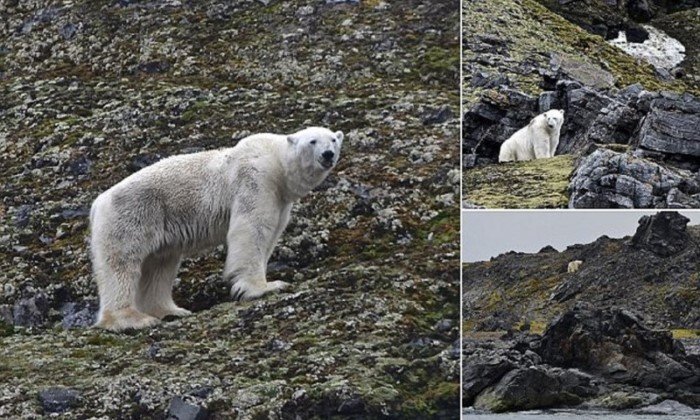 Белых медведей губит глобальное потепление: фотосвидетельства