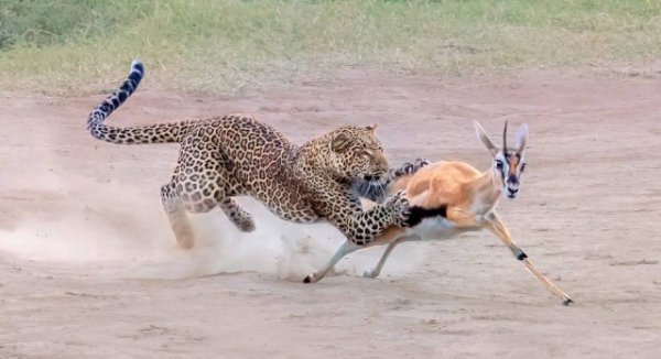 Двухсекундная атака: удивительные кадры охоты самки леопарда на газель