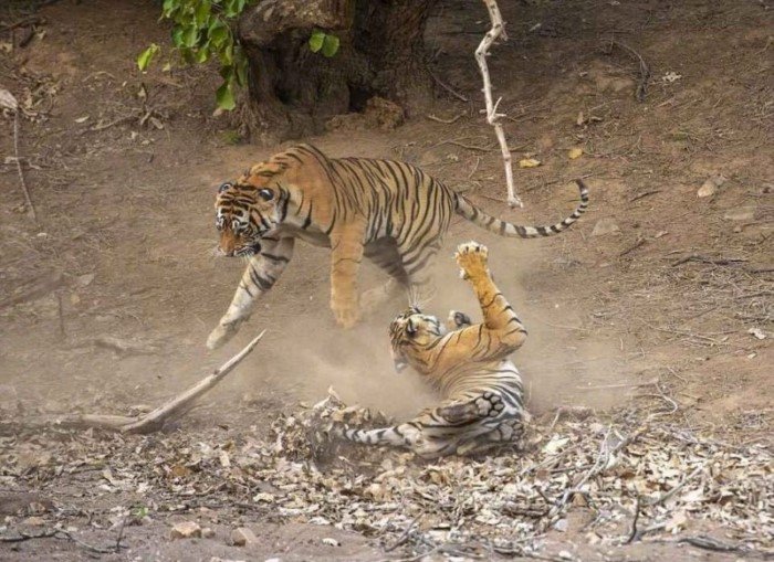 Невероятная битва индийских тигров