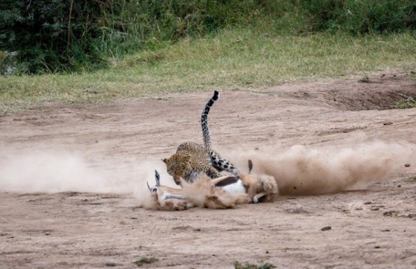 Двухсекундная атака: удивительные кадры охоты самки леопарда на газель