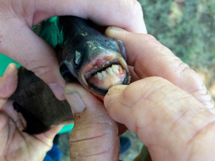 Девочка поймала "рыбу с человеческими зубами"