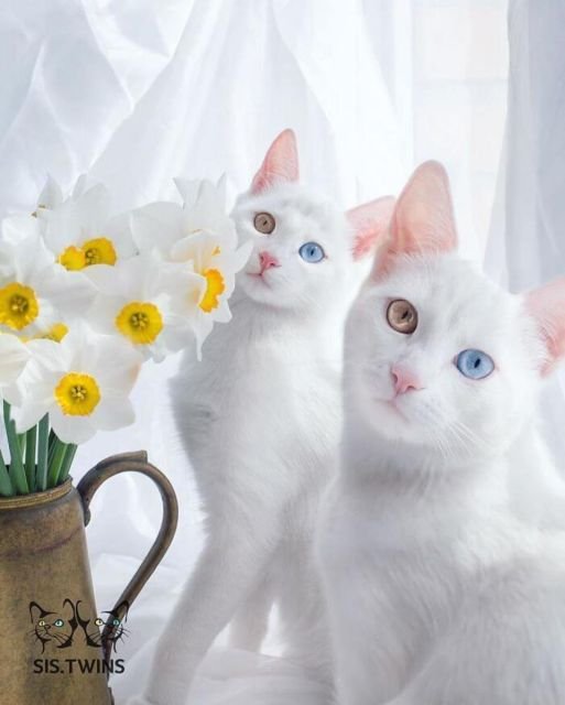 Самые красивые и необычные кошки