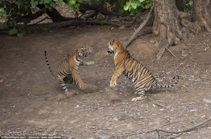 Невероятная битва индийских тигров