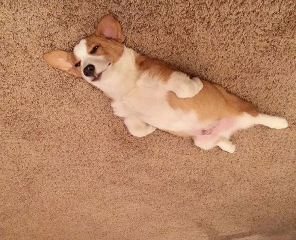 В интернете заметили, что переворачивать фотки собак, лежащих на полу — крутая идея. И тут понеслось