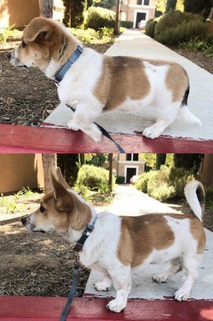 20 фотографий собак, владельцы которых задокументировали их превращение из щенков во взрослых псов