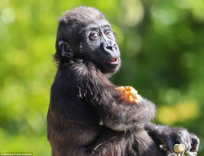 Чудесные фотографии детеныша гориллы из Бристольского зоопарка