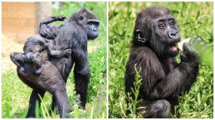 Чудесные фотографии детеныша гориллы из Бристольского зоопарка