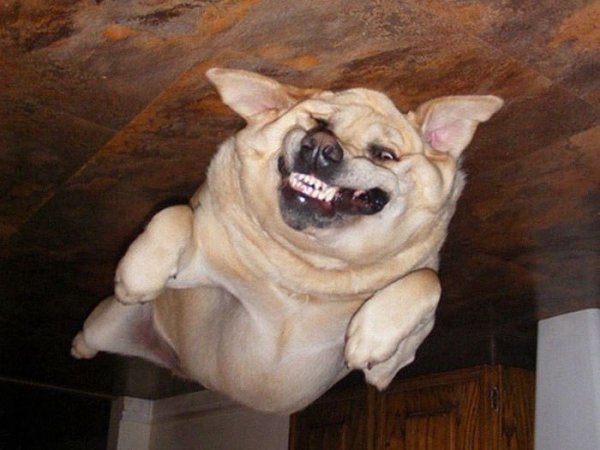 В интернете заметили, что переворачивать фотки собак, лежащих на полу — крутая идея. И тут понеслось