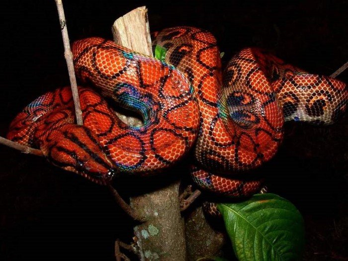 Самая красивая змея в мире
